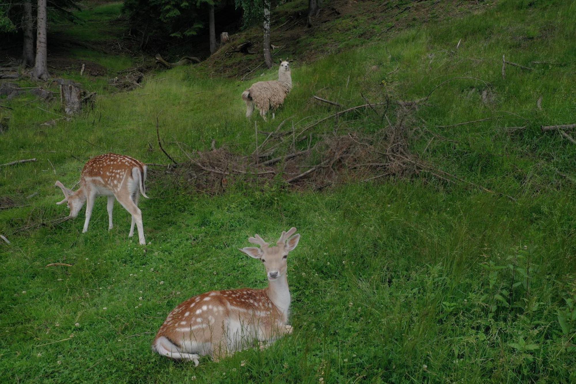 Pensiunea Poiana Izvoarelor Vatra Dornei Dış mekan fotoğraf